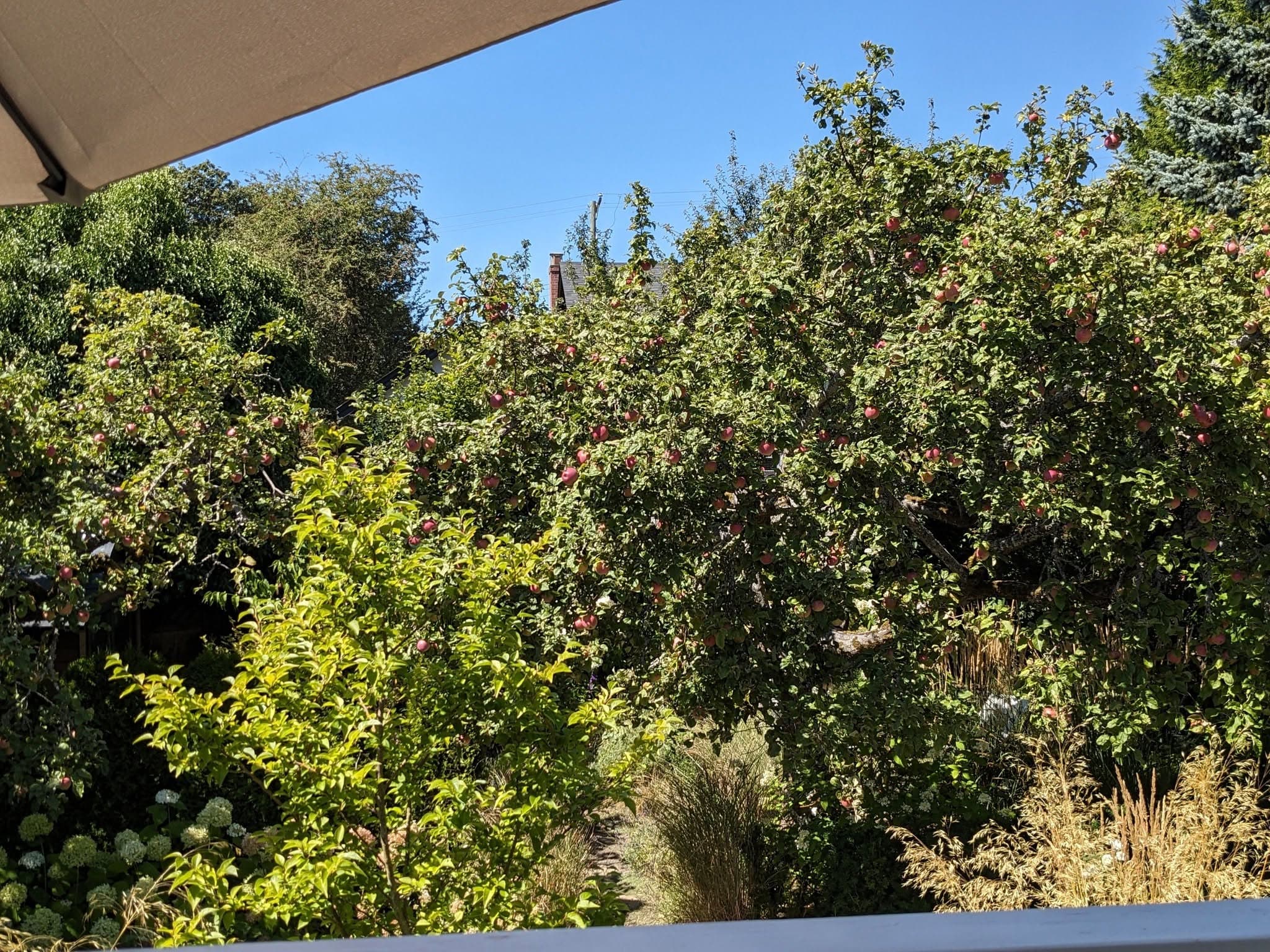 An apple tree heavy with red apples in Serena Edwardson's Oak Bay garden